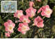 Autriche Lot De 7 Fleurs Flowers  Maximum Card CM - Cartes-Maximum (CM)