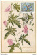 Delcampe - Autriche Lot De 7 Fleurs Flowers  Maximum Card CM - Maximumkaarten