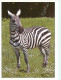 Animaux - Zèbres - CPM - Carte Neuve - Voir Scans Recto-Verso - Zebra's