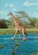 Animaux - Girafes - Giraffe Crossing River - Voir Timbre Du Kenya - CPM - Voir Scans Recto-Verso - Giraffen