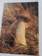 Birkenpilz - Paddestoelen