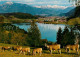 72625751 Buehl Alpsee Kleiner Und Grosser Alpsee Kuehe Alpenpanorama Immenstadt  - Immenstadt