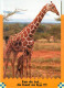 Animaux - Girafes - Carte Humoristique - CPM - Voir Scans Recto-Verso - Giraffen