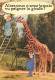 Animaux - Girafes - Carte Humoristique - Photo Et Légende De R Huet - Carte Neuve - CPM - Voir Scans Recto-Verso - Girafes