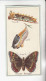 Stollwerck Album No 1  Schmetterlinge Grosser Eisvogel    Gruppe 12 #2 Von 1897 - Stollwerck