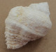 Coralliophila Abbreviata Trouvé Vivant Martinique (Ste-Luce) 45,4mm F+++ WO N11 RARE - Coquillages