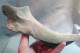 #LOT 03 - Großes Knochenfragment, ILEUM Von PFERD Fossile, Pleistozän (Italien) - Fossielen