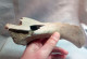 Delcampe - #LOT 03 - Großes Knochenfragment, ILEUM Von PFERD Fossile, Pleistozän (Italien) - Fossili