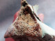 Delcampe - #LOT 03 - Großes Knochenfragment, ILEUM Von PFERD Fossile, Pleistozän (Italien) - Fossils