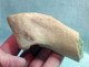 #LOT 05 - Larges Bone Partial HUMERUS Of EQUUS Fossil Pleistocene (Italy) - Fossils