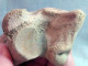 Delcampe - #LOT 05 - Larges Bone Partial HUMERUS Of EQUUS Fossil Pleistocene (Italy) - Fossiles