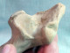 Delcampe - #LOT 05 - Larges Bone Partial HUMERUS Of EQUUS Fossil Pleistocene (Italy) - Fossielen