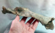 #LOT 07 - Larges Bone Partial ILEO Von PFERD Fossil Pleistozän (Italien - Fossiles