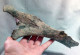 #LOT 07 - Larges Bone Partial ILEO Von PFERD Fossil Pleistozän (Italien - Fossils