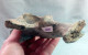 Delcampe - #LOT 07 - Larges Bone Partial ILEO Von PFERD Fossil Pleistozän (Italien - Fossils