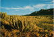 .Namibia Euphorbia Dinteri S.W.A. Namibia Landschaft Landscape 1970 - Namibie