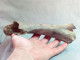 #LOT 26 Große Knochen RADIUS, Von Bos Primigenius Fossile Pleistozän (Italien) - Fossiles