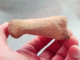 #LOT 27 Große Knochen PHALANX PROXIMALE Von PFERD Fossile Pleistozän (Italien) - Fossiles