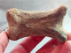 #LOT 28 Große Knochen PHALANX PROXIMALE Von EQUUS Fossile Pleistozän (Italien) - Fossiles