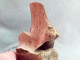 Delcampe - #LOT 30 Große Knochen 1° BRUSTWIRBEL Von EQUUS Fossile Pleistozän (Italien) - Fossils