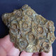 #DISPHYLLUM CAESPITOSUM Fossil, Devon (Serpievka, Chelyabinsk Oblast, Russland) - Fossils