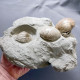 #CF06 - PELECYORA GIGAS, VENUS MULTILAMELLA Fossil, Pliozän (Toskana, Italien) - Fossiles