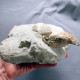 #CF06 - PELECYORA GIGAS, VENUS MULTILAMELLA Fossil, Pliozän (Toskana, Italien) - Fossils