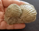 #CA05 - AEQUIPECTEN BOLLENENSIS Fossile, Pliozän (Italien) - Fossilien