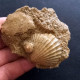 #CA05b - AEQUIPECTEN SCABRELLA, Fossile, Mio-Pliozän (Italien) - Fossiles