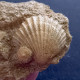 #CA05b - AEQUIPECTEN SCABRELLA, Fossile, Mio-Pliozän (Italien) - Fossilien