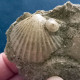 #CA05b - AEQUIPECTEN SCABRELLA, Fossile, Mio-Pliozän (Italien) - Fósiles