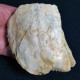 #MO01 ISOGNOMOM MAXILATA Fossil, Pliocene (Piedmont, Italy) - Fósiles