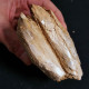 #MO01 ISOGNOMOM MAXILATA Fossil, Pliocene (Piedmont, Italy) - Fossils