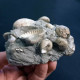 Delcampe - #SM16 CARDITES, GIBBULA, TEGULA, ANADARA Fossilen Auf Lehm, Pliozän (Italien) - Fossilien