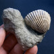 #SM17 CARDITES, GIBBULA, Fossilen Auf Lehm, Pliozän (Italien) - Fossils