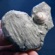 #SM17 CARDITES, GIBBULA, Fossilen Auf Lehm, Pliozän (Italien) - Fossiles