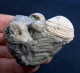 #SM18 ANADARA, GIBBULA, TEGULA Fossilen Auf Lehm, Pliozän (Italien) - Fossielen