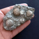 #SM26 - TEGULA LINDAE, GIBBULA POEPPIGI Fossile, Pliozän (Italien) - Fossiles