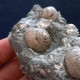 #SM26 - TEGULA LINDAE, GIBBULA POEPPIGI Fossile, Pliozän (Italien) - Fossils
