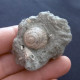 #SM30 GIBBULA BROCCHII Fossile, Pliozän (Italien) - Fósiles