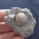 #SM30 GIBBULA BROCCHII Fossile, Pliozän (Italien) - Fósiles