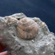 #SM30 GIBBULA BROCCHII Fossile, Pliozän (Italien) - Fossielen