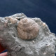 #SM30 GIBBULA BROCCHII Fossile, Pliozän (Italien) - Fósiles
