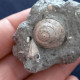 #SM30 GIBBULA BROCCHII Fossile, Pliozän (Italien) - Fósiles