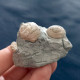 #SM31 GIBBULA, CERITHIUM Fossile, Pliozän (Italien) - Fossils