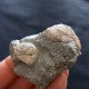 #SM31 GIBBULA, CERITHIUM Fossile, Pliozän (Italien) - Fossils