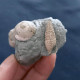 #SM31 GIBBULA, CERITHIUM Fossile, Pliozän (Italien) - Fossils