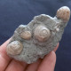 #SM33 GIBBULA, TEGULA Fossile, Pliozän (Italien) - Fossilien