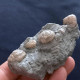 #SM33 GIBBULA, TEGULA Fossile, Pliozän (Italien) - Fossielen