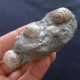 #SM33 GIBBULA, TEGULA Fossile, Pliozän (Italien) - Fossielen